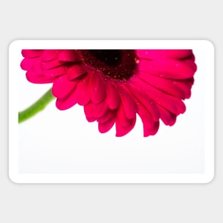 Gerbera VII Sticker